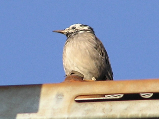 なんの鳥でしょうか？