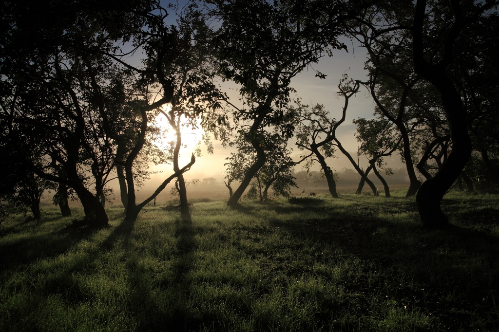 foggy in the morning