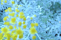 雪の花
