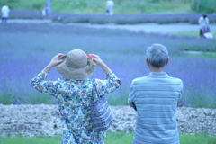 ラベンダー畑