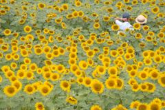 満開