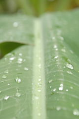 雨音