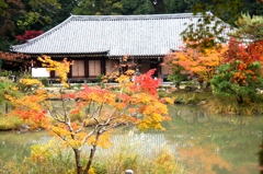 浄瑠璃寺５１