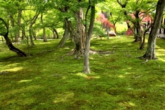 東福寺　緑園