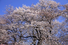 背割堤の桜