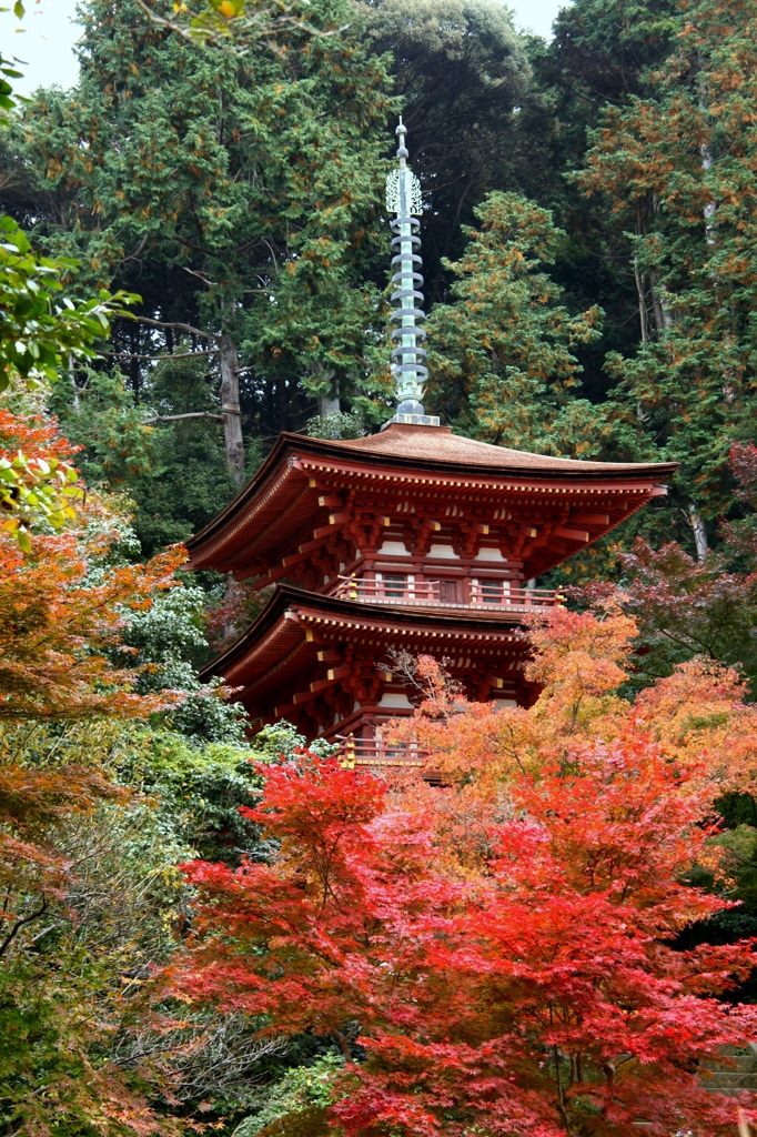 浄瑠璃寺20