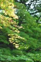 光明院 若葉