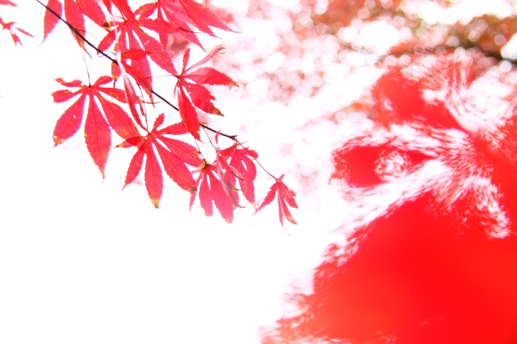 秋が映って