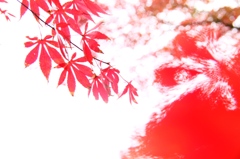 秋が映って