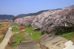 背割堤の桜