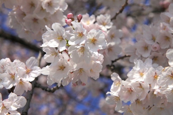 背割堤の桜