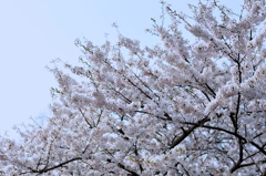 桜のみた青空
