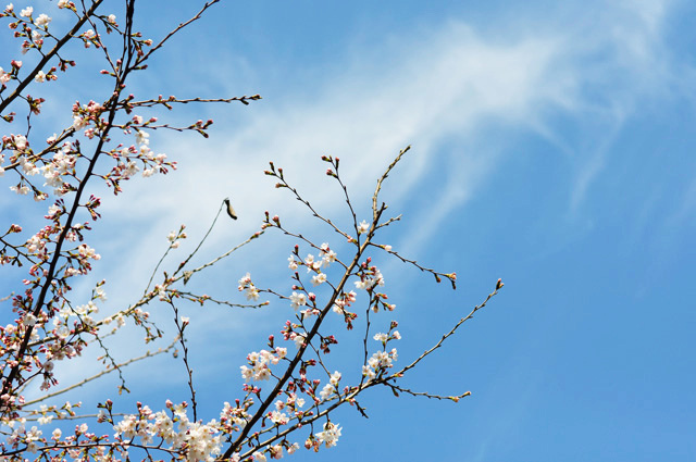 桜と空