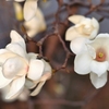 白木蓮の花