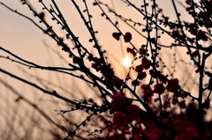 紅梅と太陽