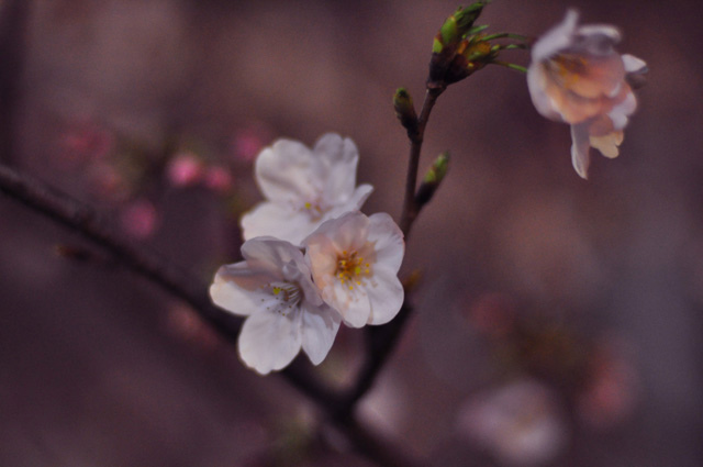 夜桜Ⅲ