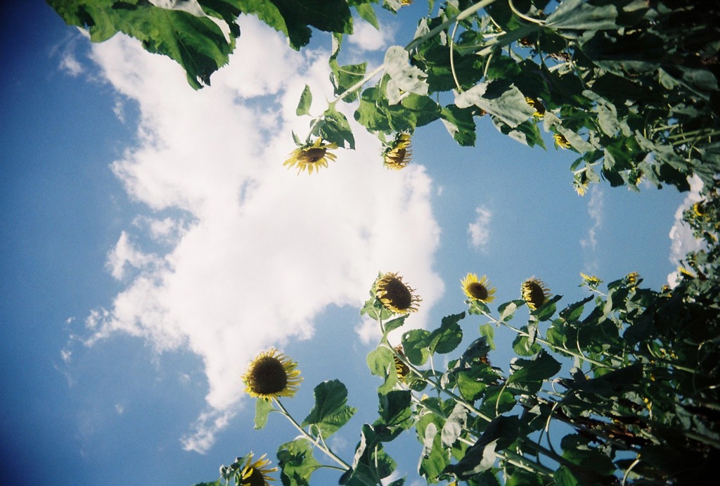 Sun flower+sky