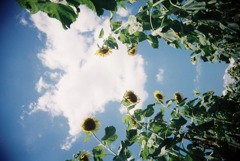 Sun flower+sky