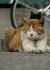ねむっ。