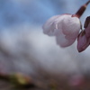 開花3
