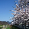 馬見ヶ崎川沿い桜並木