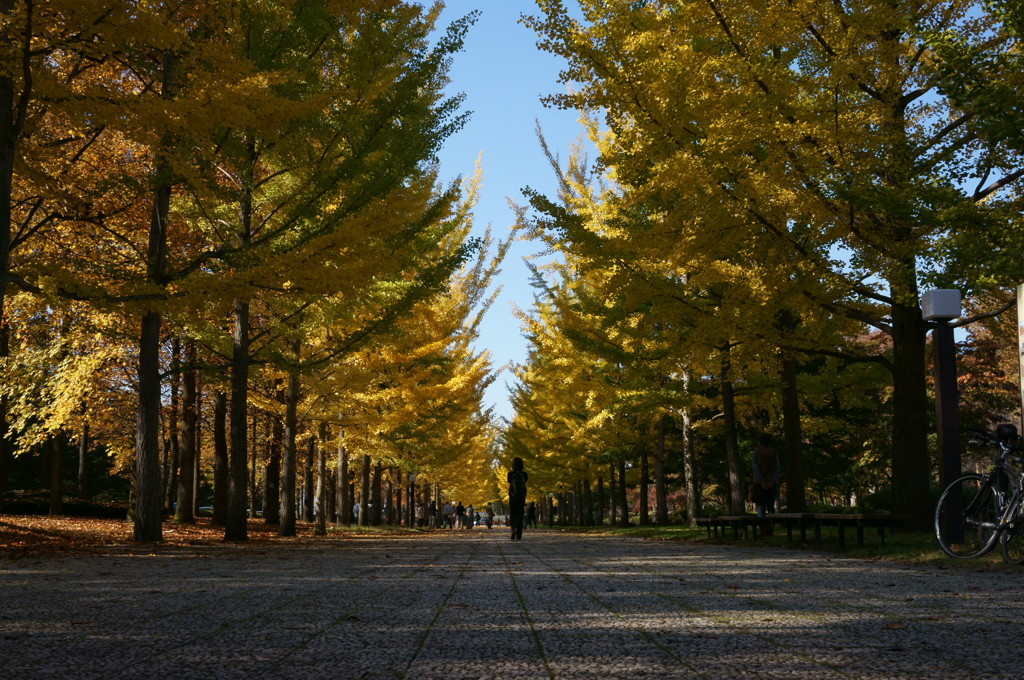 銀杏