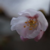 開花1