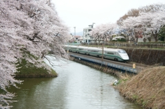 霞城公園の桜と山形新幹線