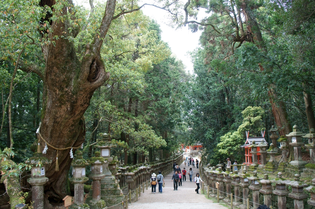 春日大社　参道