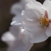 開花2