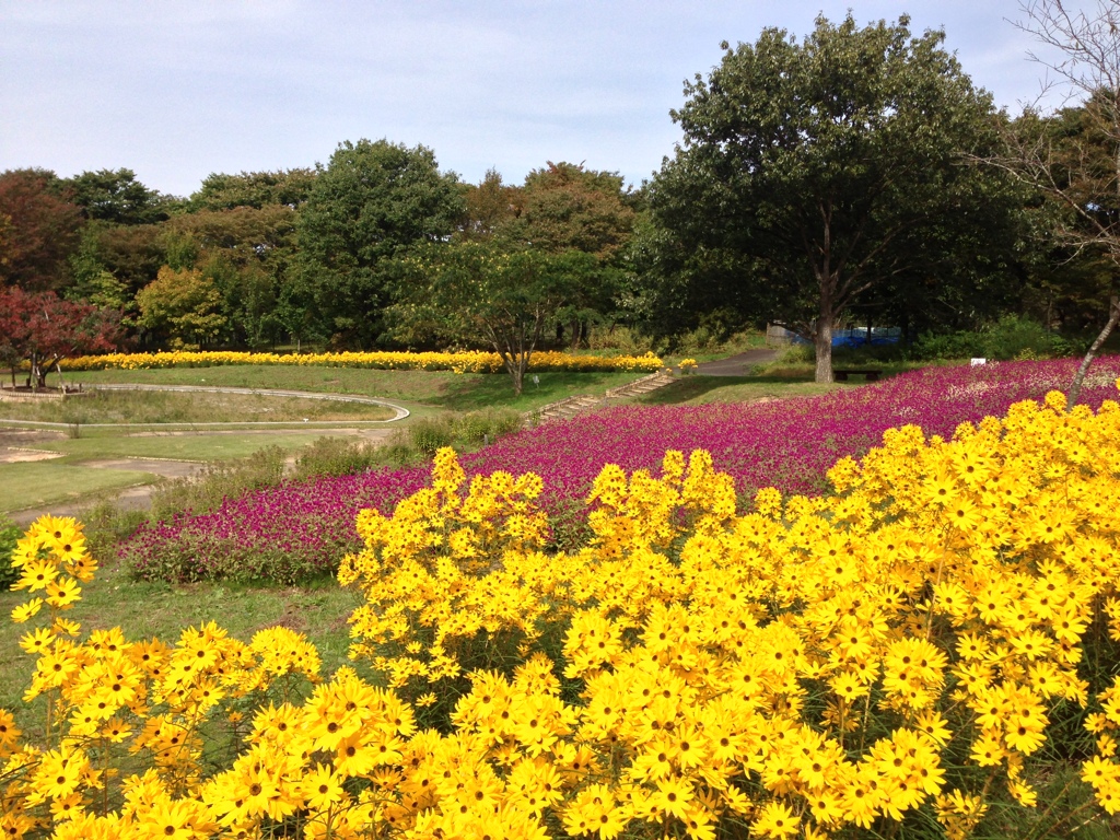 秋の山形市野草園4