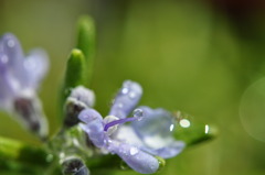 雨上がりには