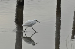 鳥は旅人