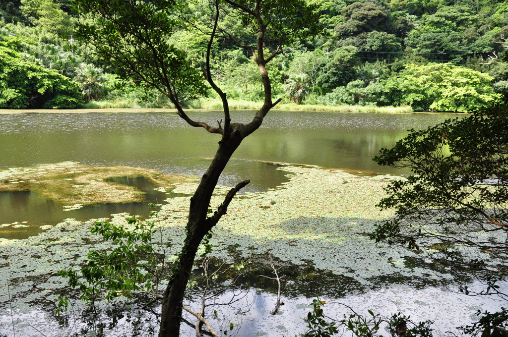 緑の都