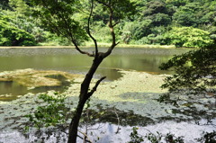 緑の都