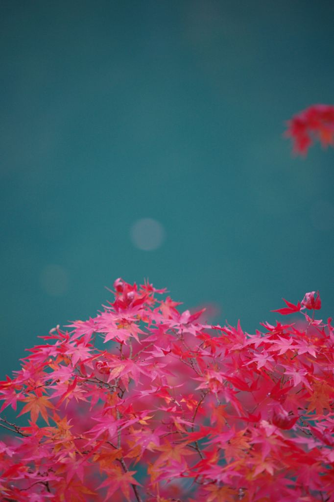 湖と紅葉