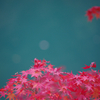 湖と紅葉
