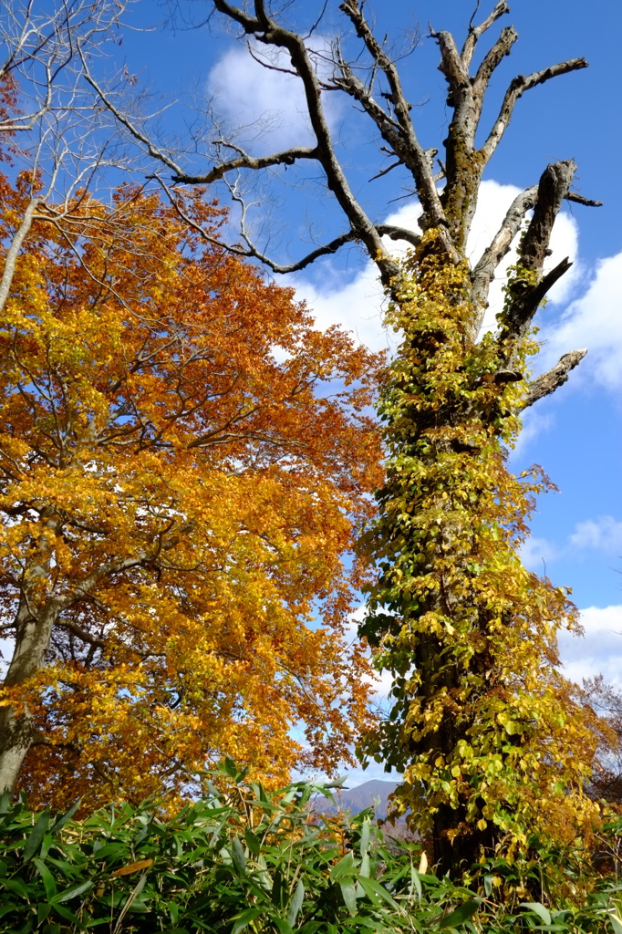 Autum
