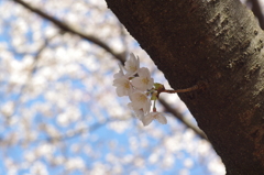 ひょっこり桜