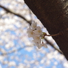 ひょっこり桜