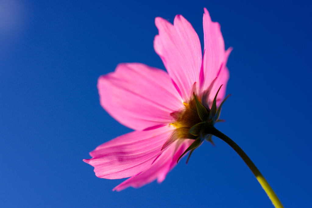 コスモスの花びらの薄さ