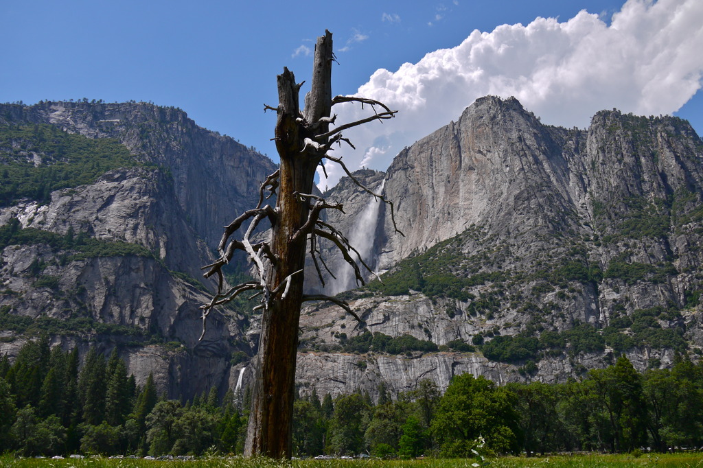 ヨセミテの枯れ木