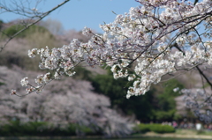 染井吉野