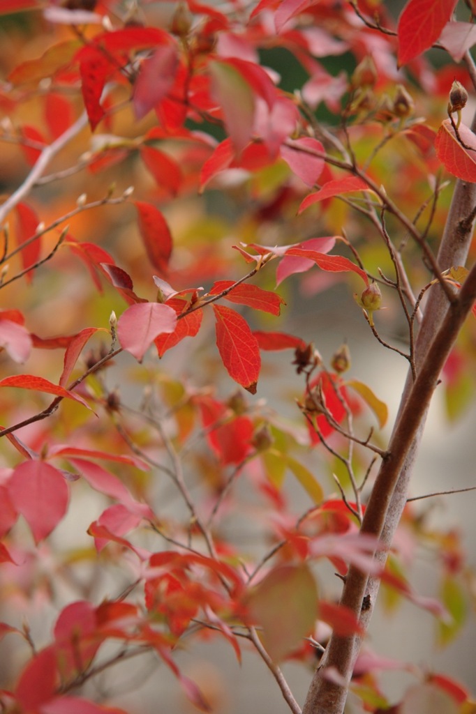 我が家の紅葉