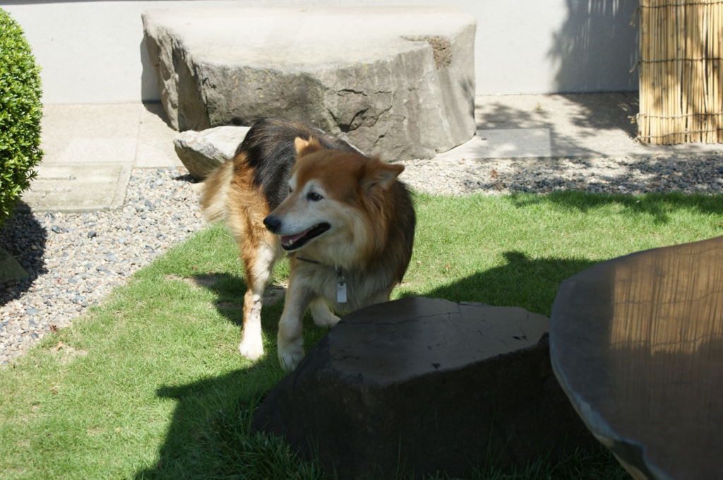 元気な犬