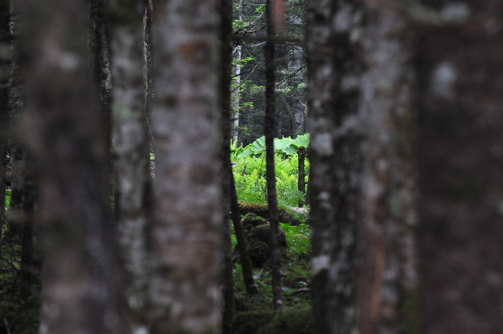 隠れの森