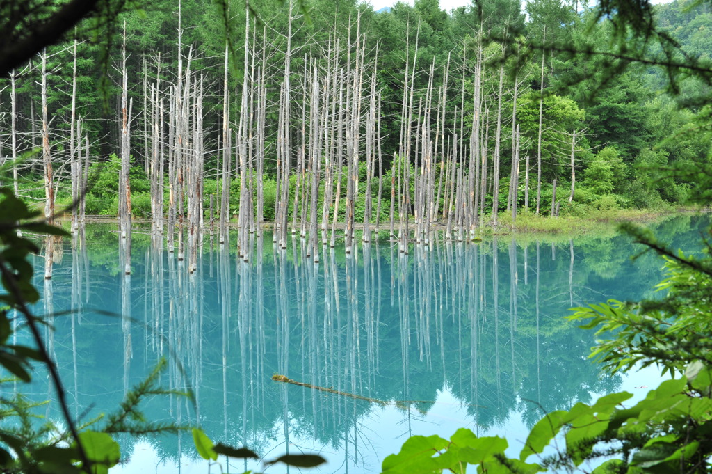 青い池