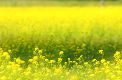 rape blossoms