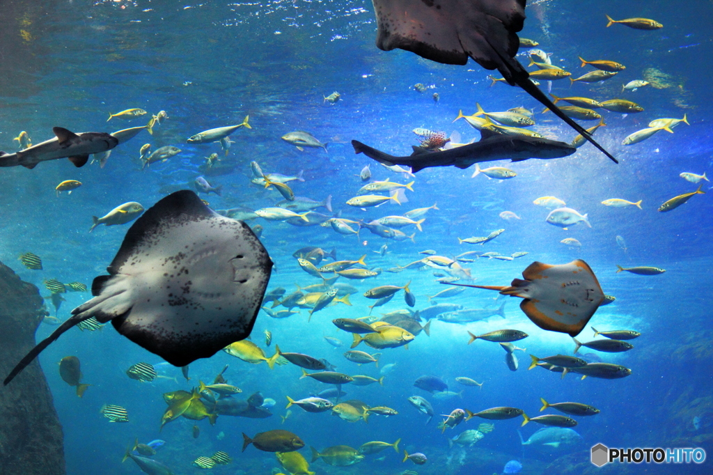 aquarium