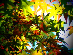 Small fall